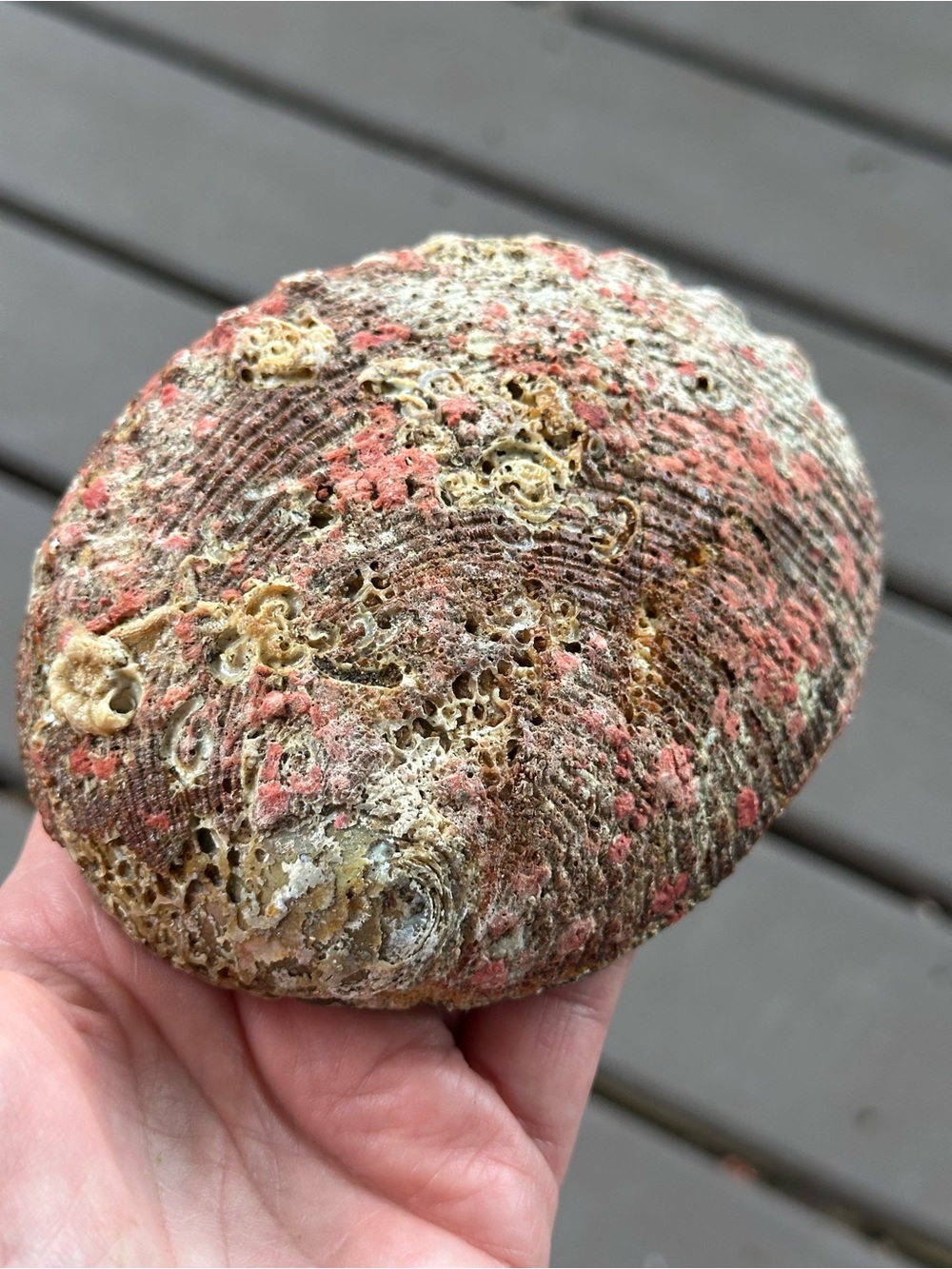 Abalone Shell - Picture 2 of 3